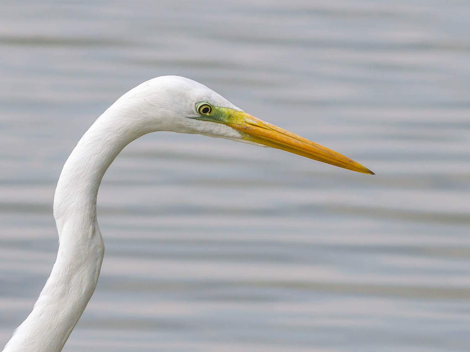 Ritratto di Airone bianco
