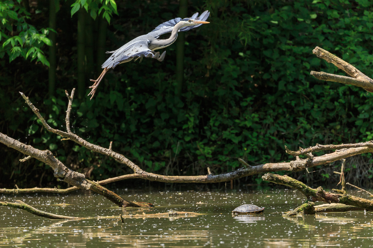 Il regno dell'airone cenerino
