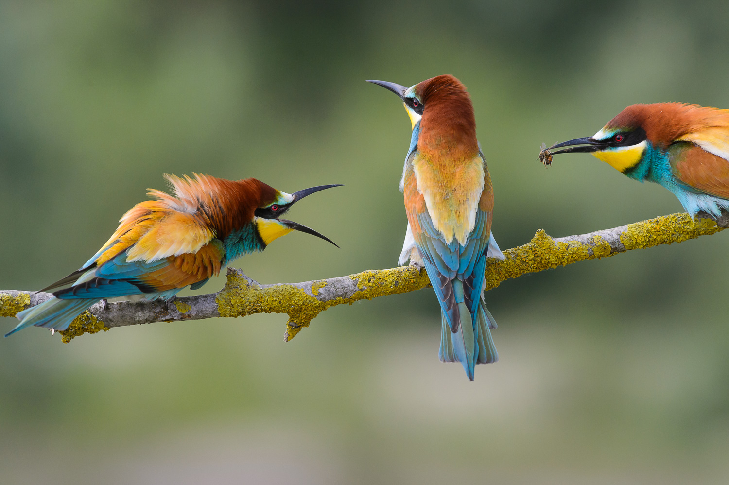 Non accettare vespe dagli sconosciuti