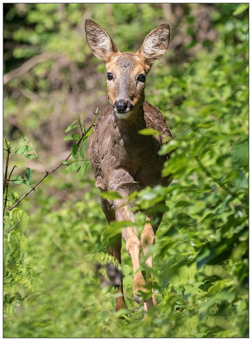 In corsa verso di me.