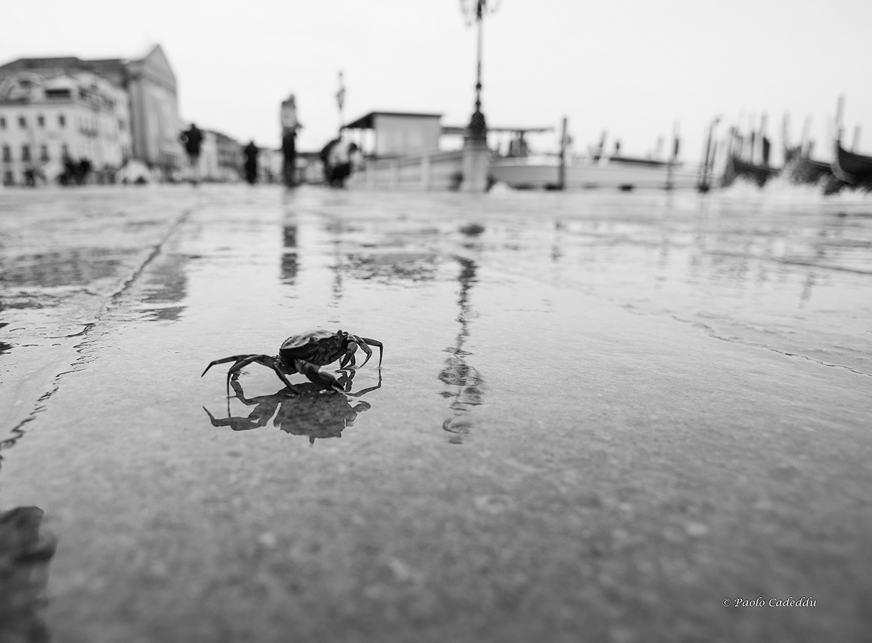 Venezia, acqua alta