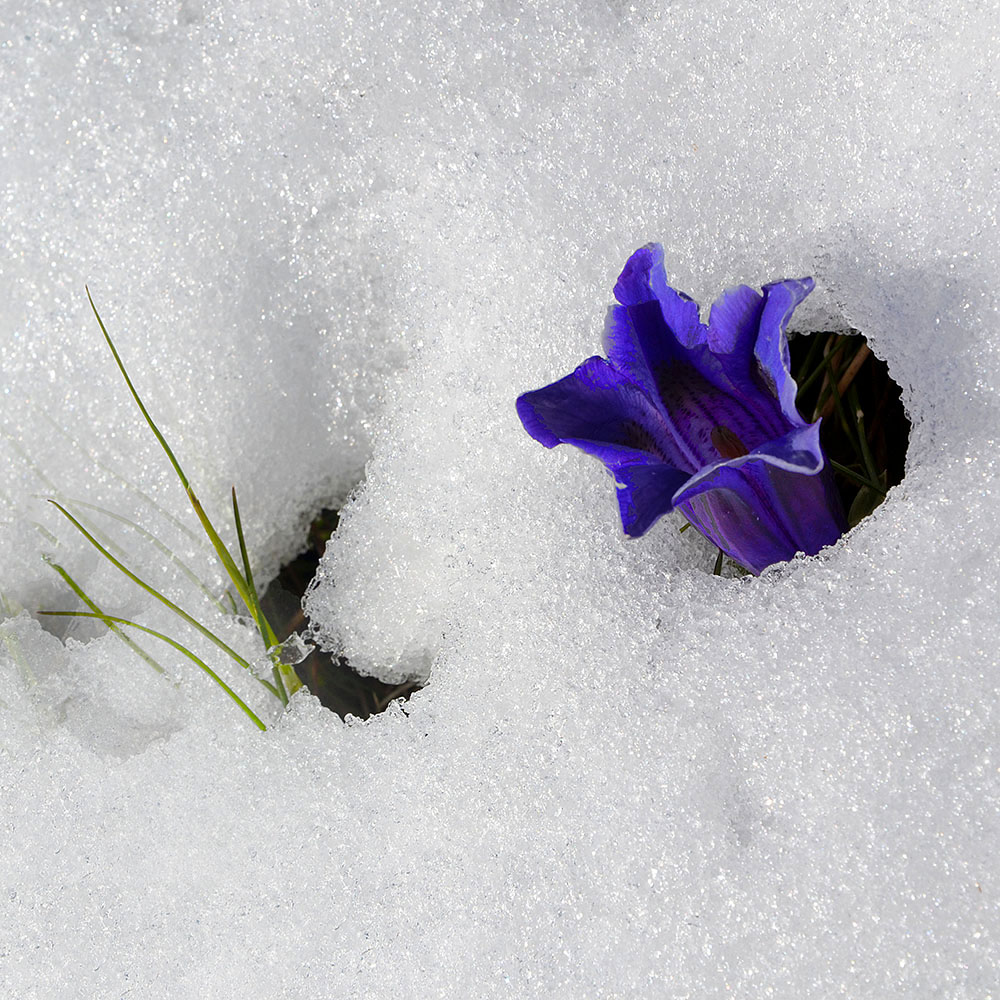 una bizzarra primavera