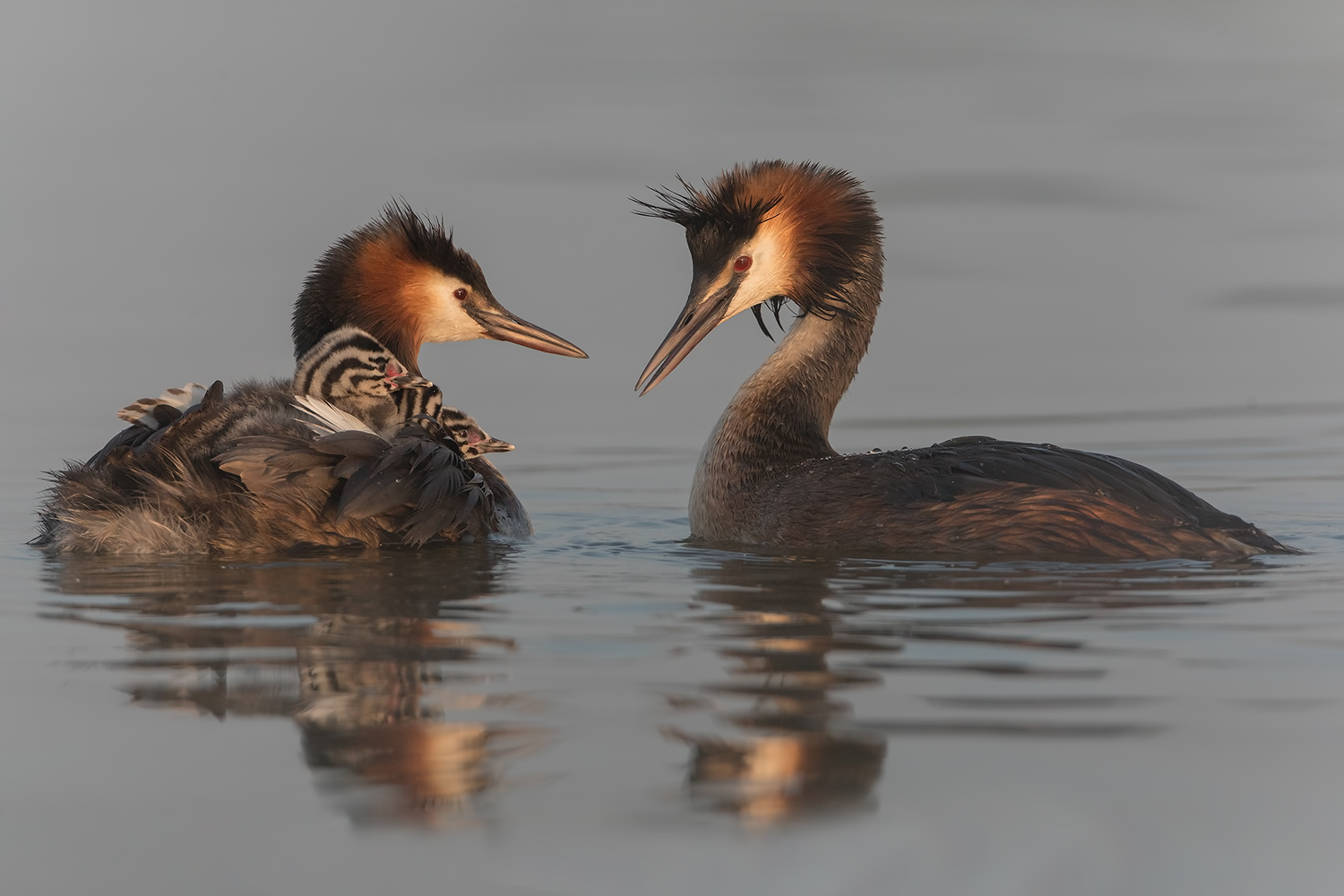 quadretto di famiglia....