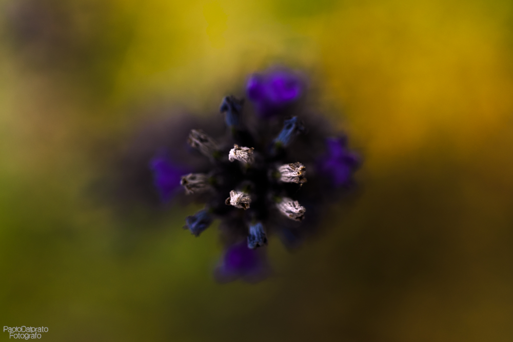 Non faccio foto di fiori