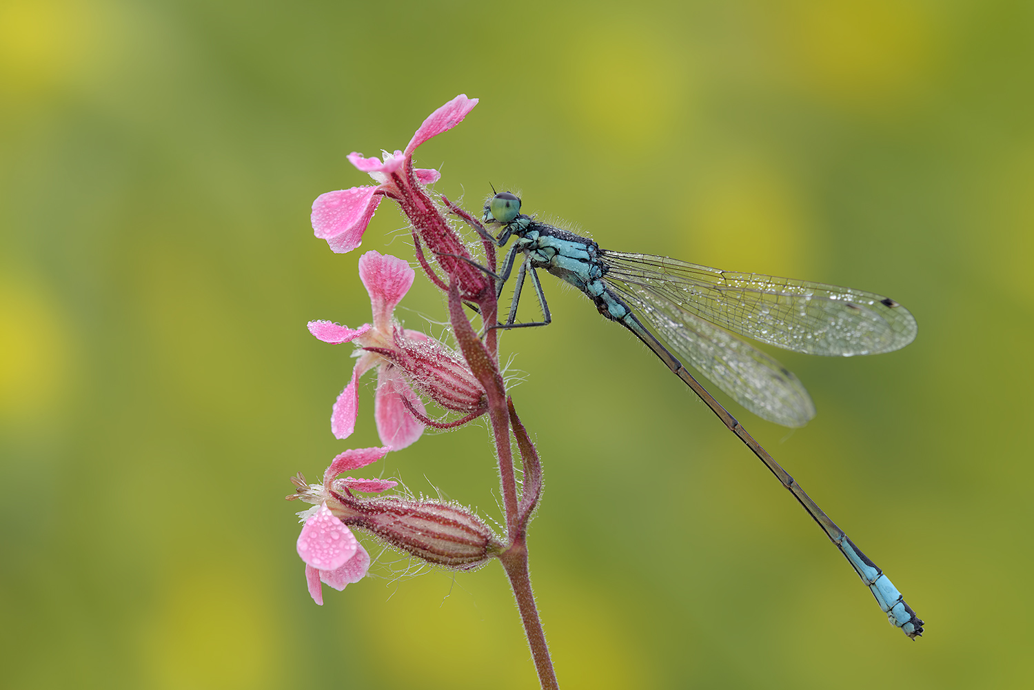 Ischnura elegans_Codazzurra comune