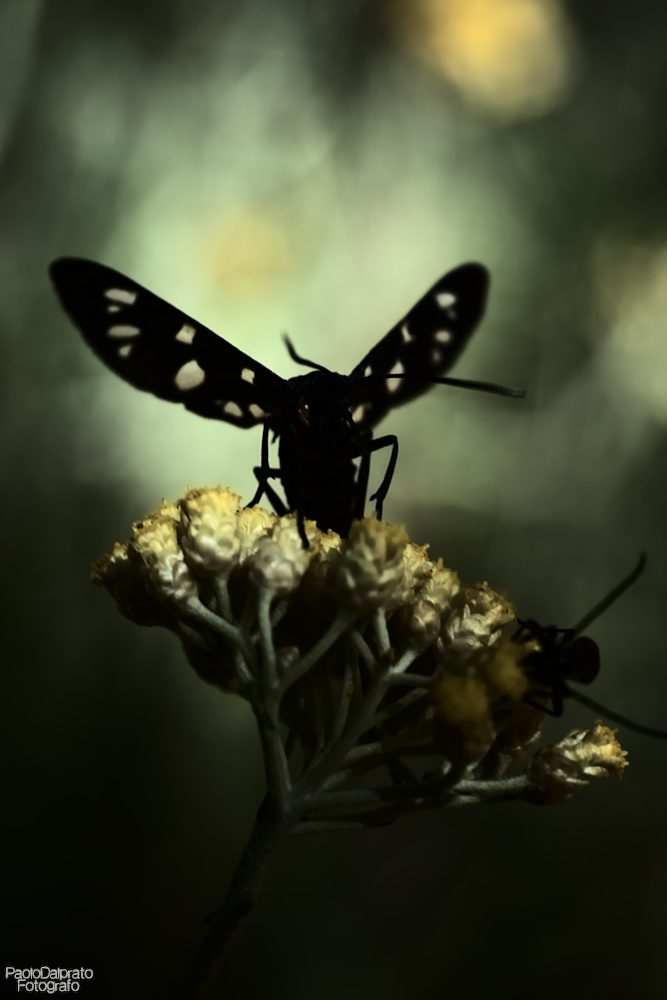 Non faccio foto di fiori