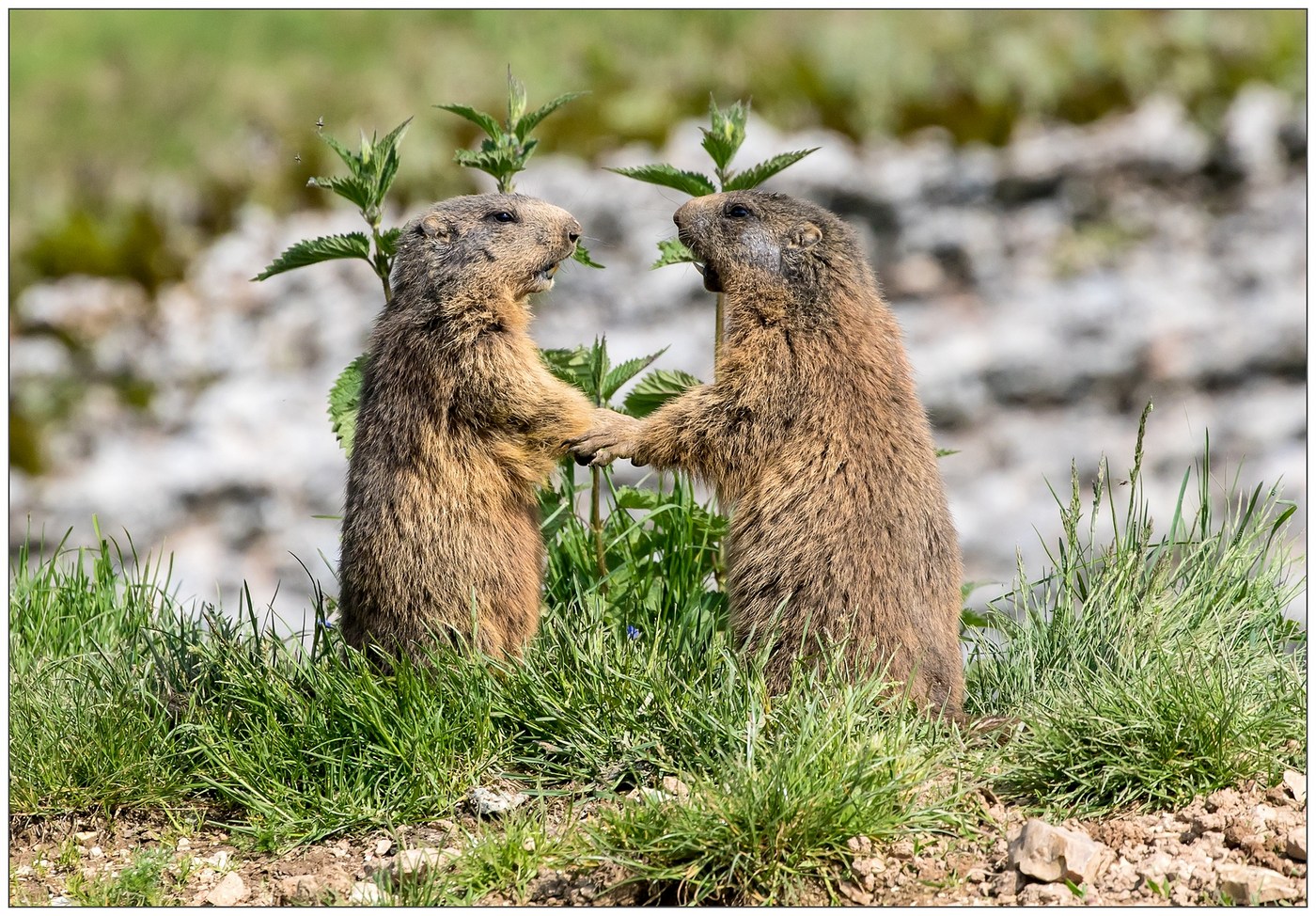 Carissimo, erano mesi che non ci vedevamo ... sai com'� con il letargo.