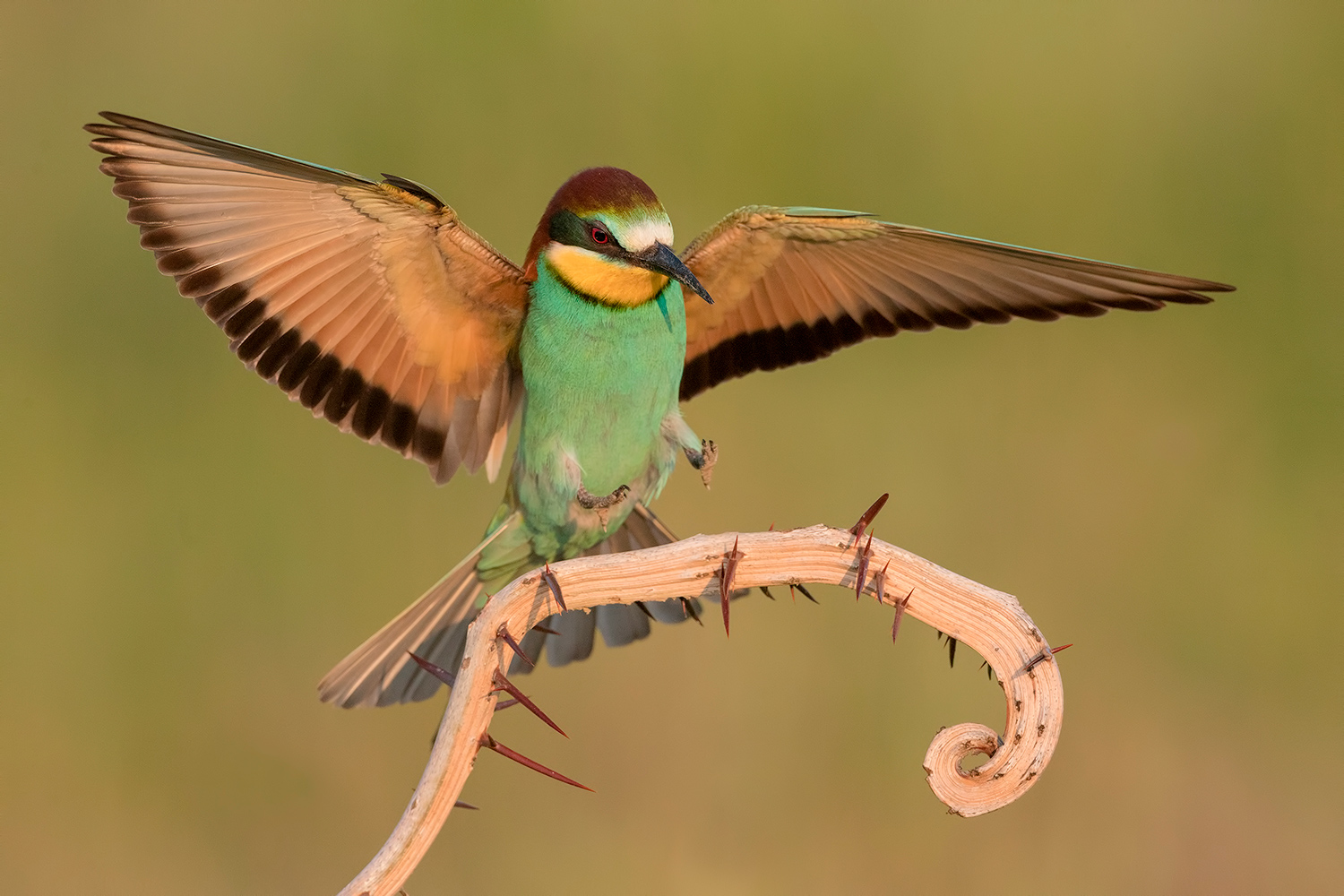 prima o poi trovo il modo di bucarmi....