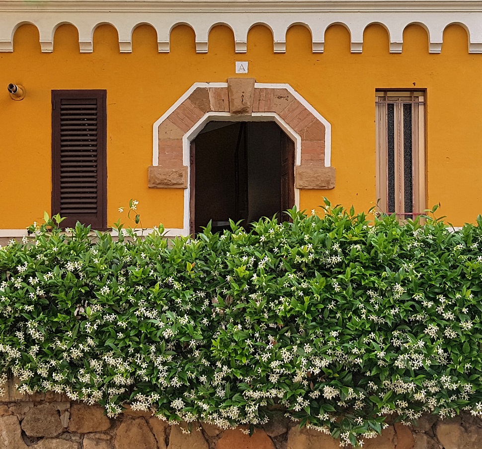 Il profumo del gelsomino...