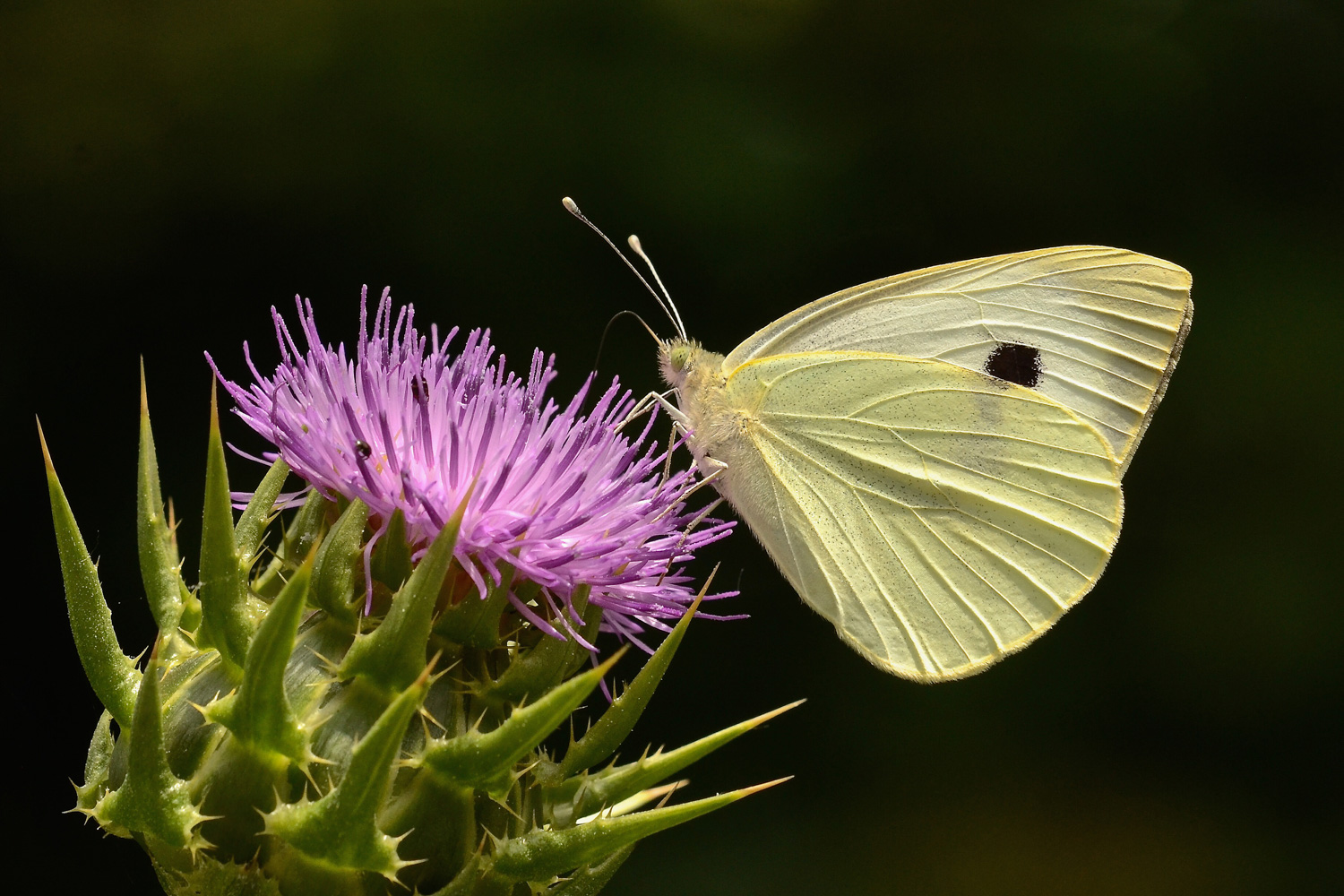 Pieride in alimentazione