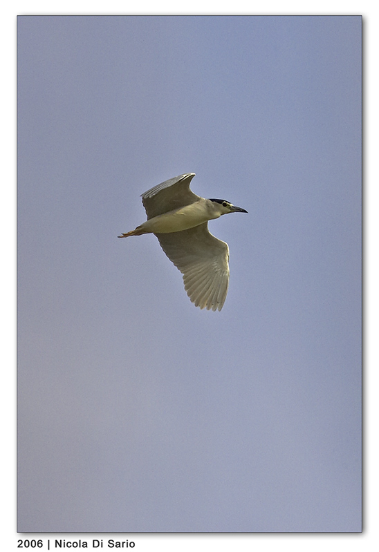 Nitticora in volo
