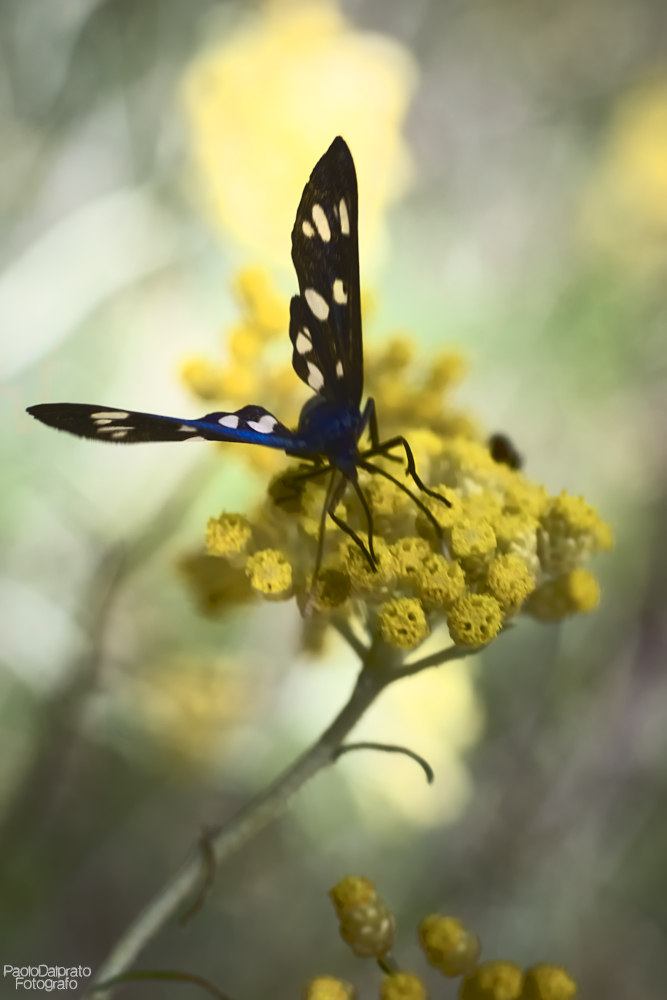 Non faccio foto di fiori