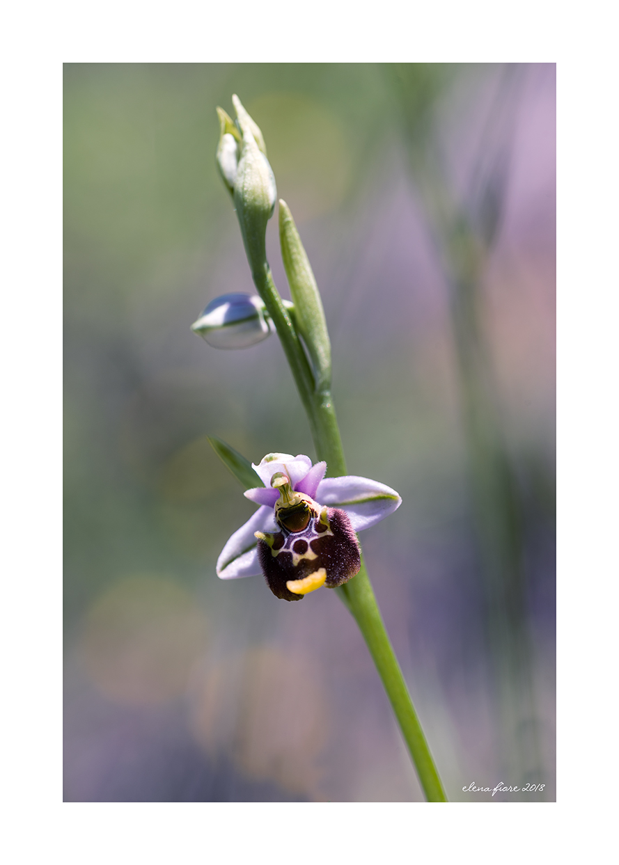 Ophrys Ophrys holosericea