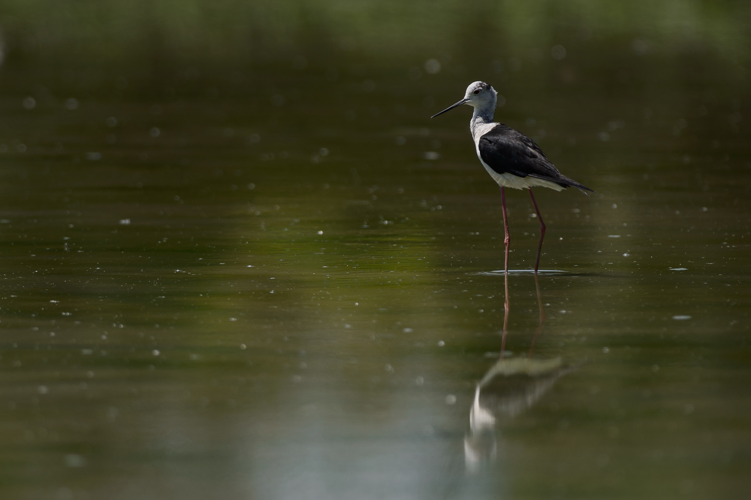 Il cavaliere nell'ombra