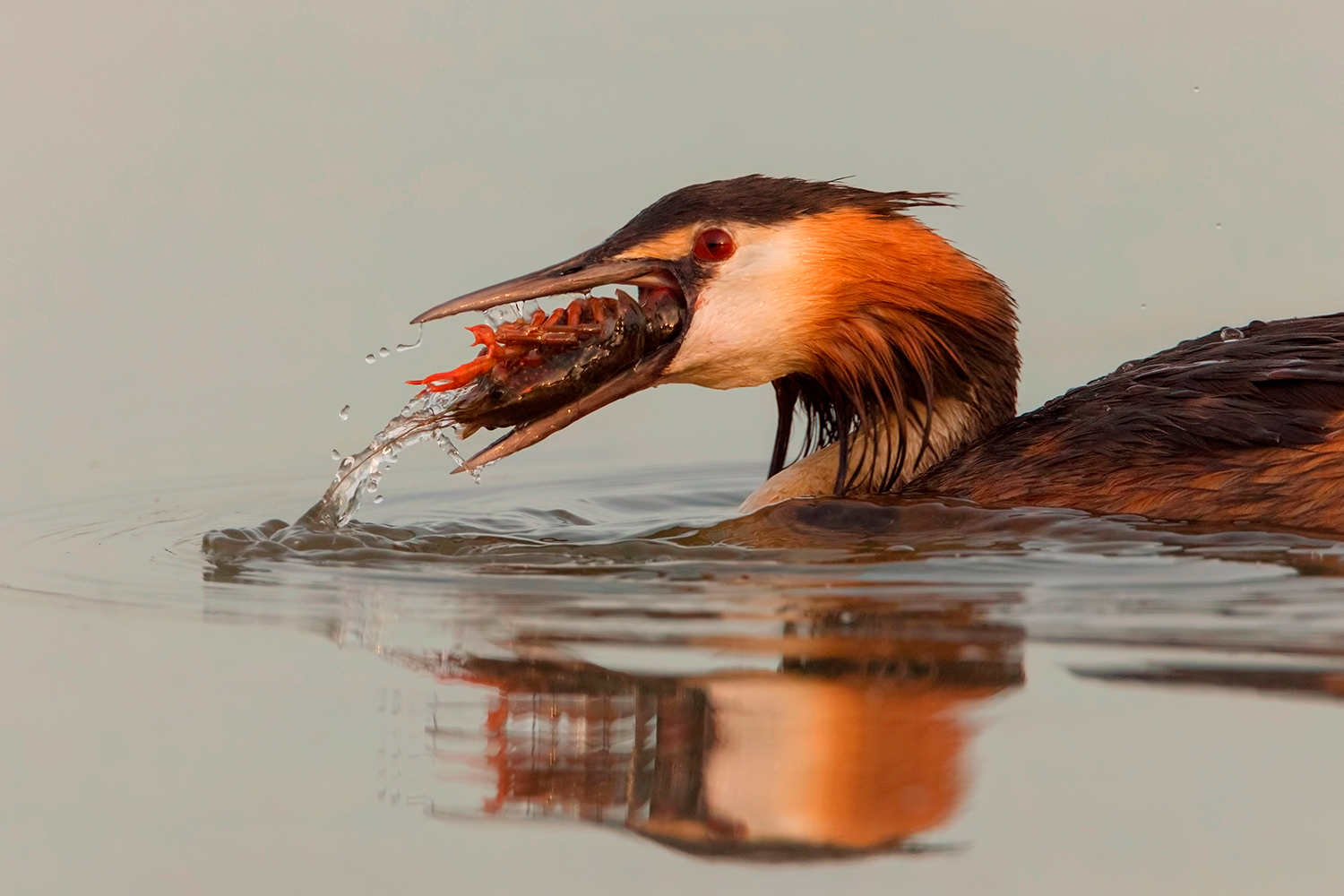 bocconcino prelibato per lo svasso...