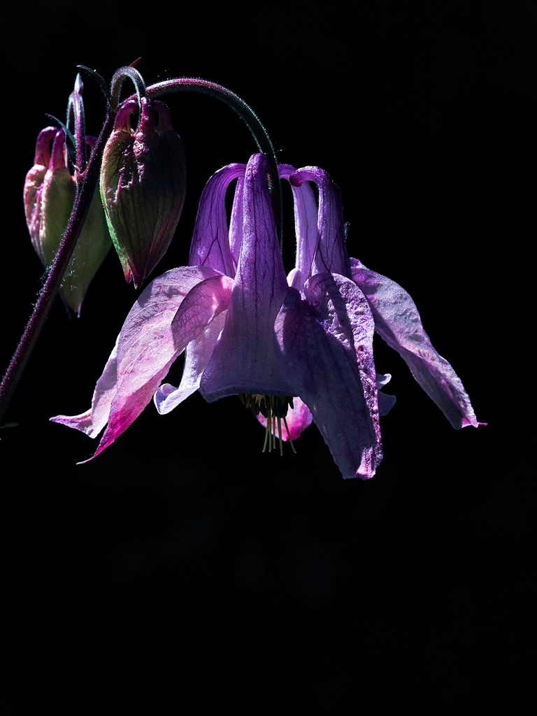 Aquilegia
