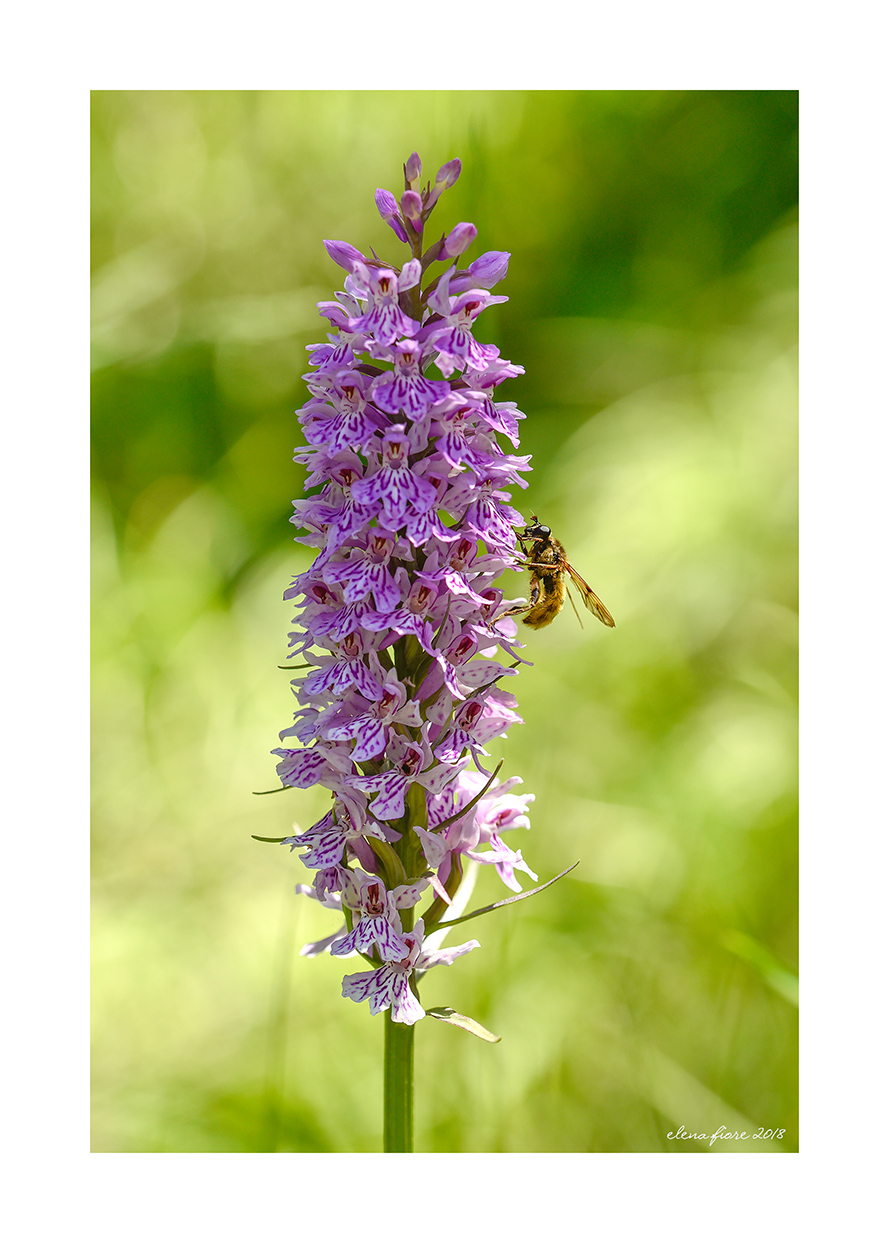 dactylorhiza maculata