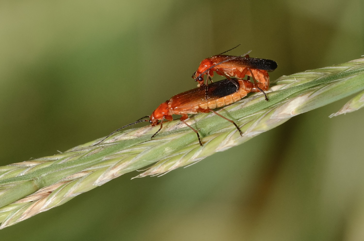 Anvedi er piccoletto!