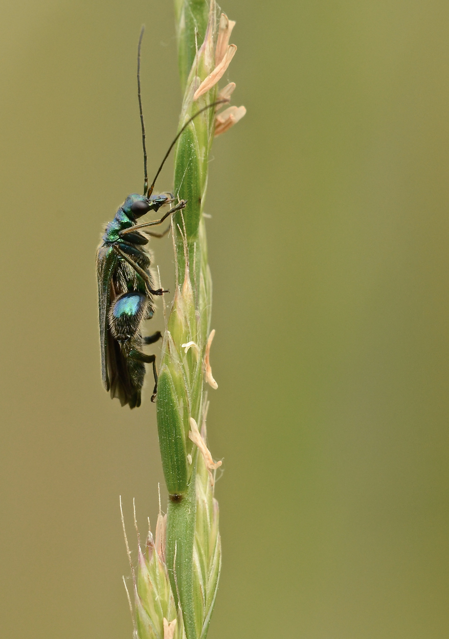 Oedemera