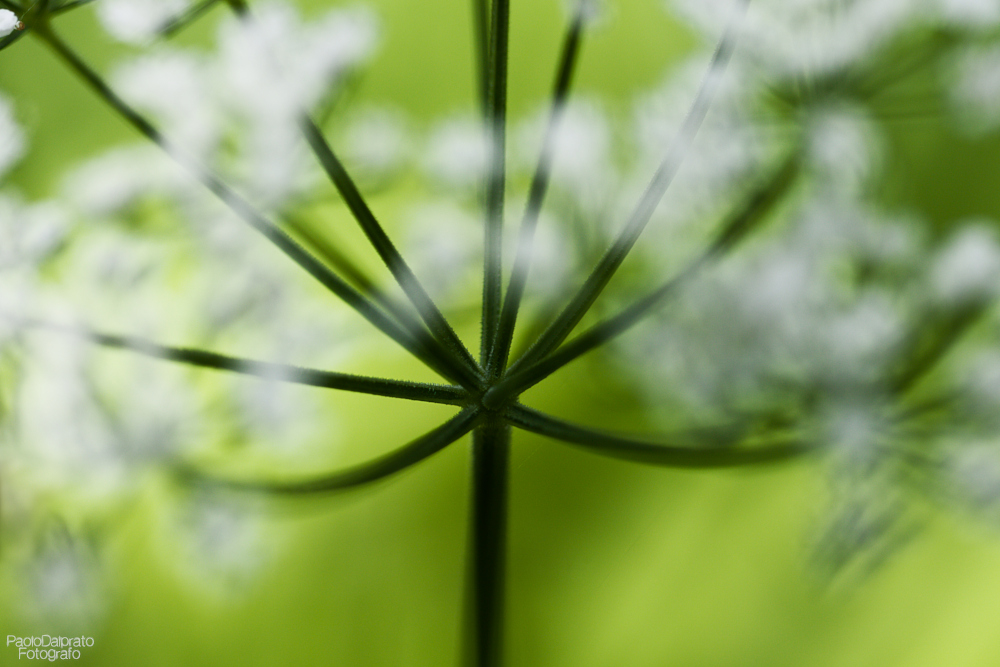 Non faccio foto di fiori