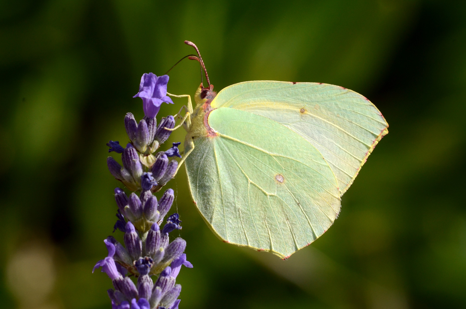 Gonepteryx cleopatra