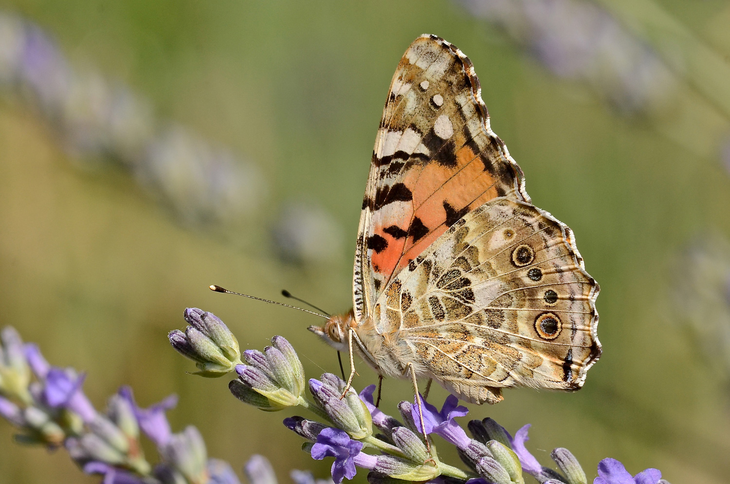Vanessa cardui