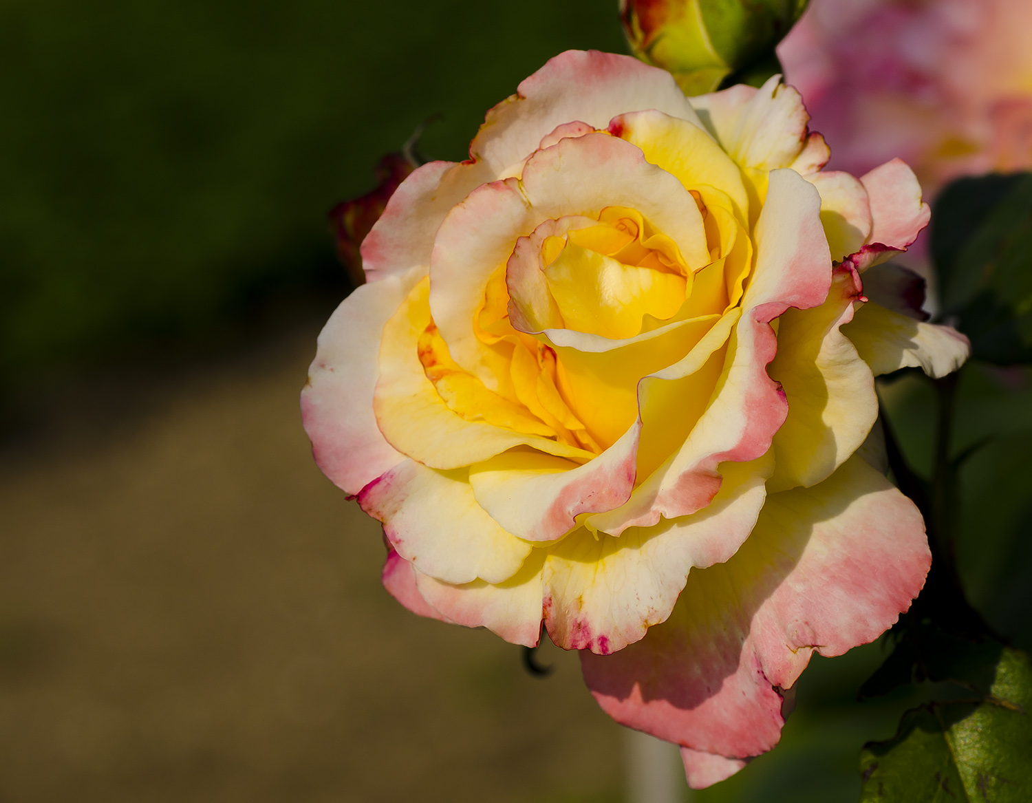 La maturit� della rosa