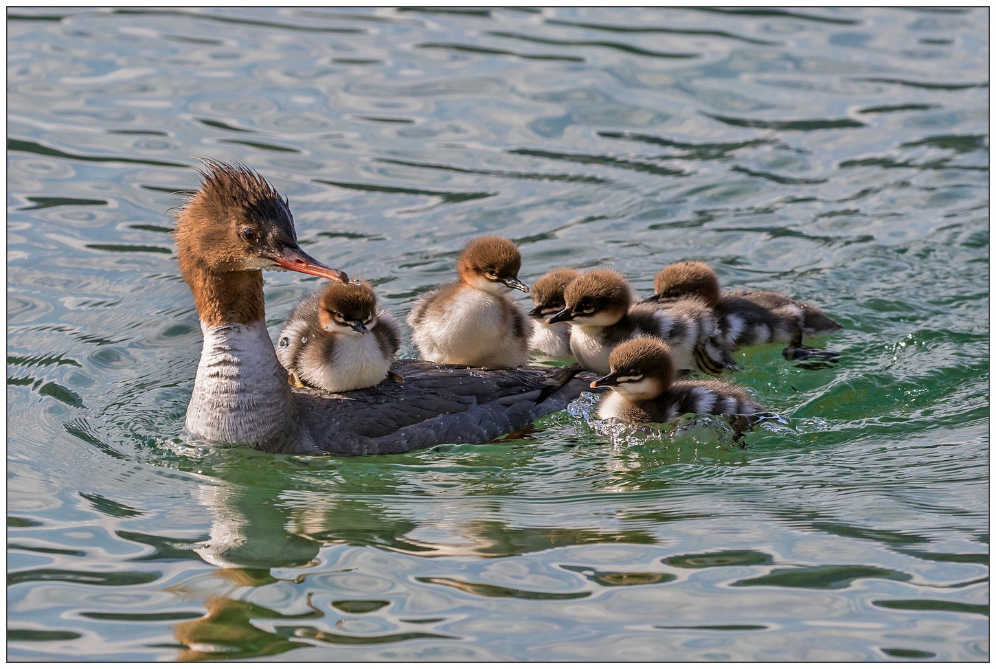 Smergo femmina con prole.