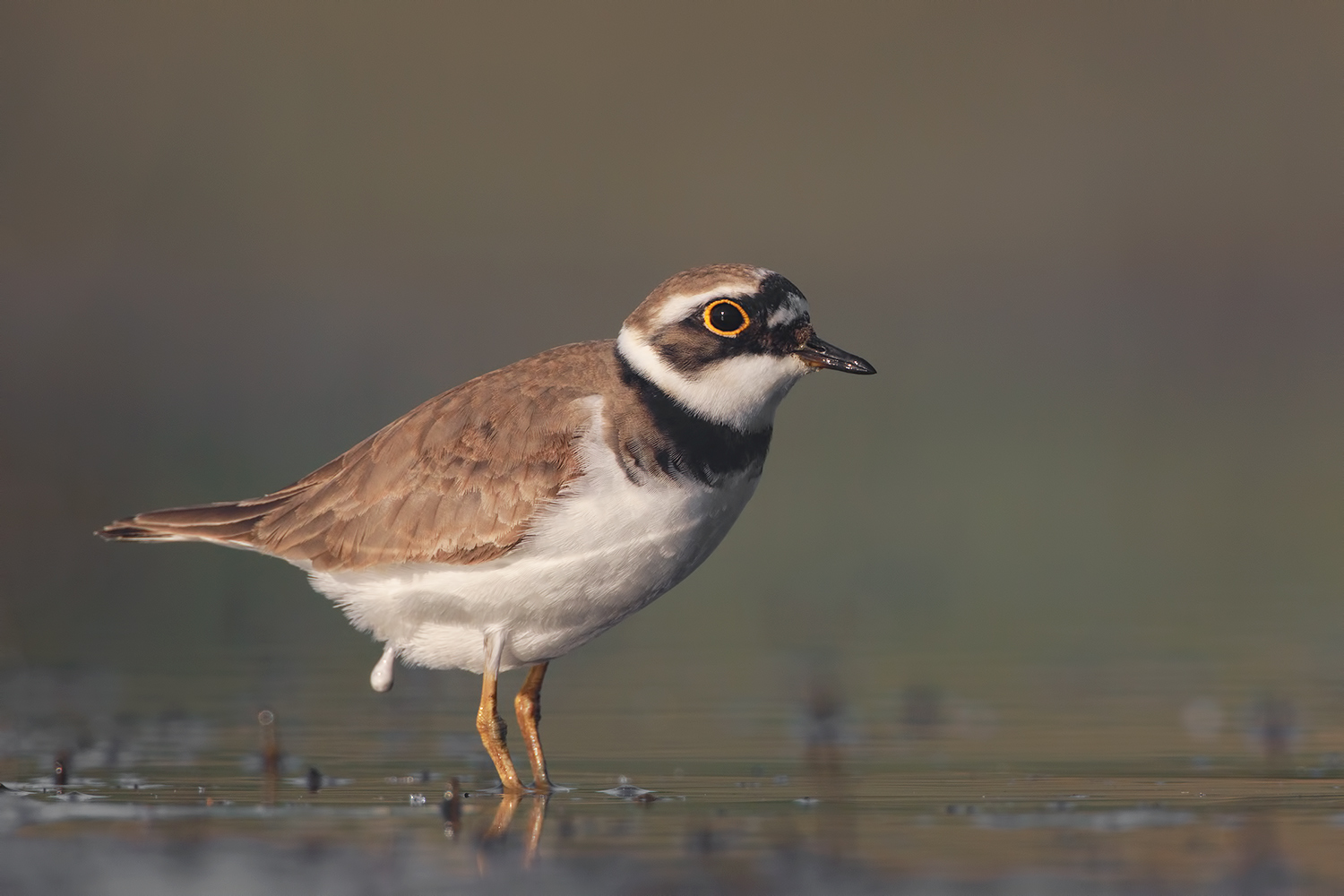 corriere piccolo....