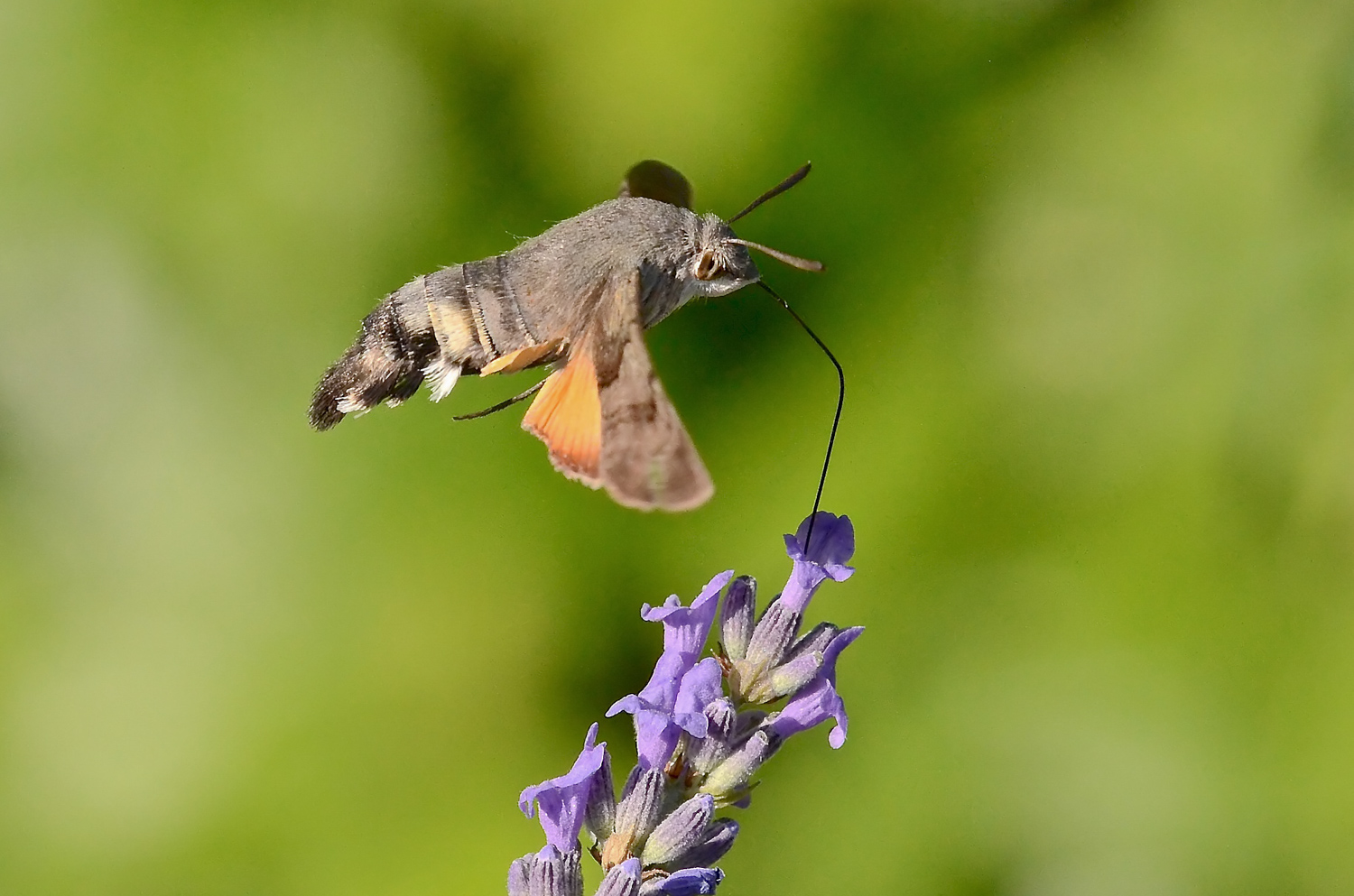 Macroglossum stellatarum