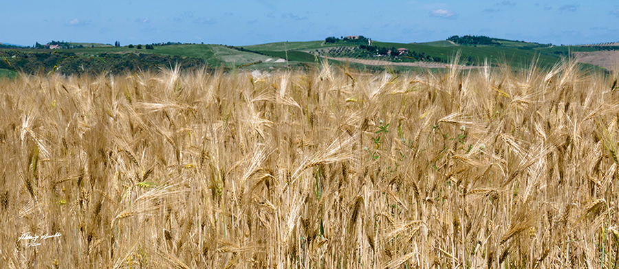 Colline Toscane