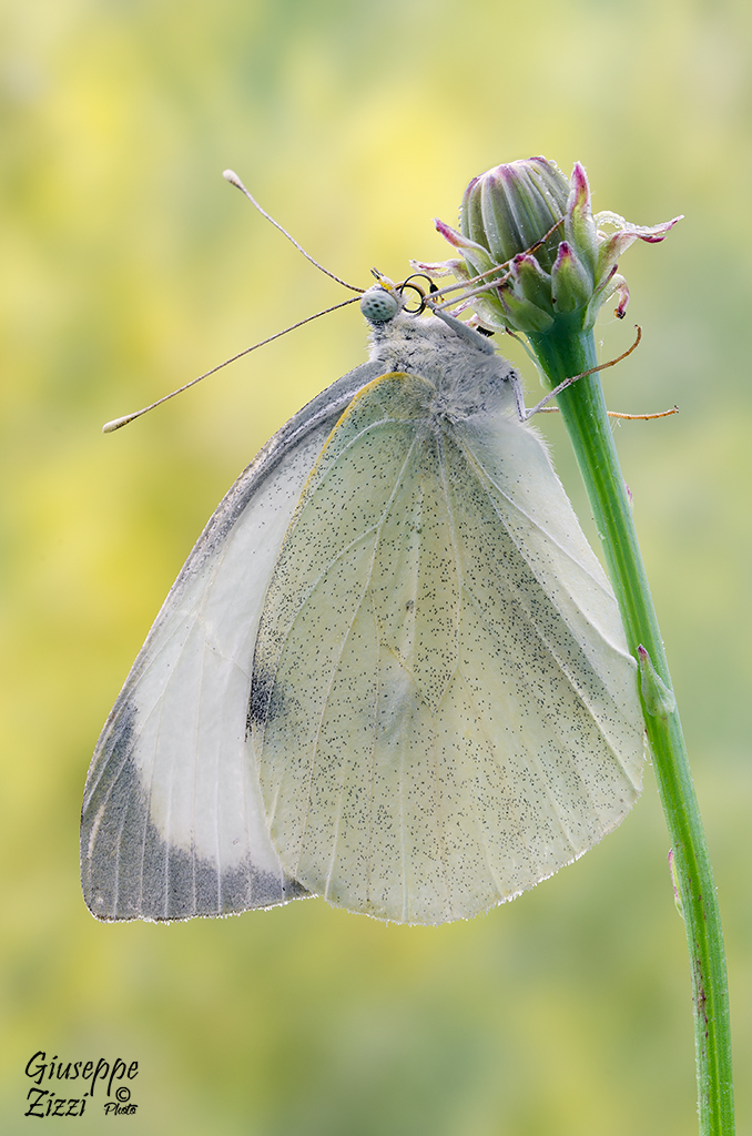 Pieris brassicae