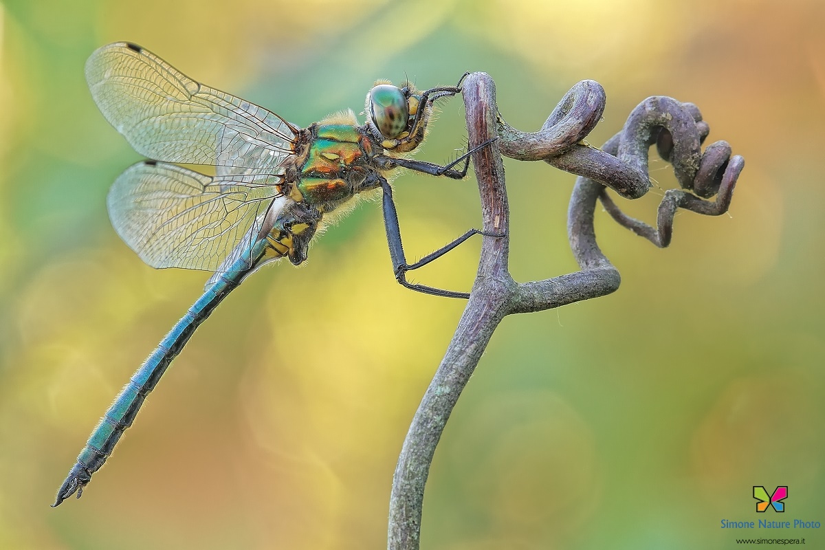 Somatochlora meridionalis