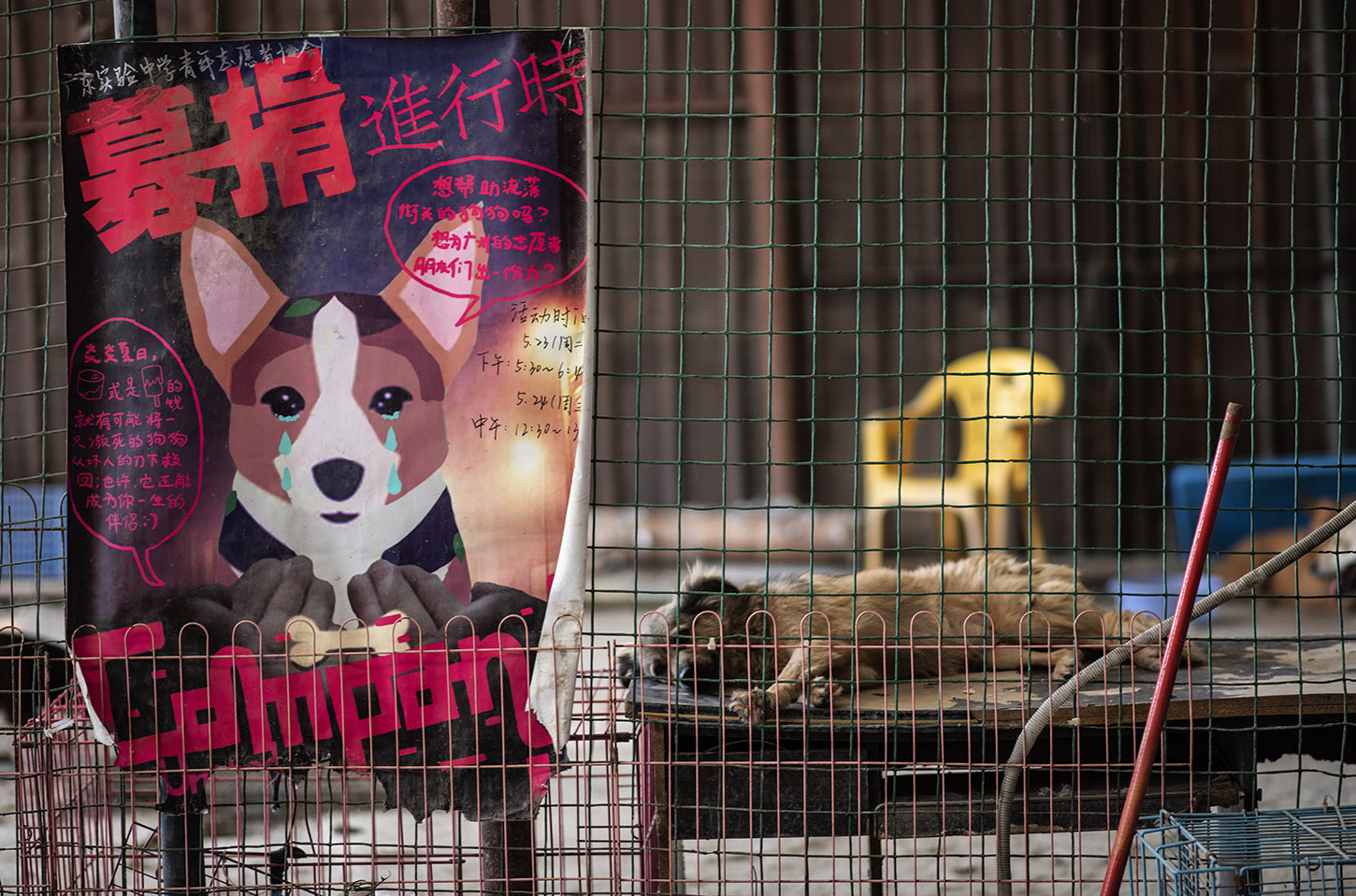 Fermiamo il massacro di Yulin