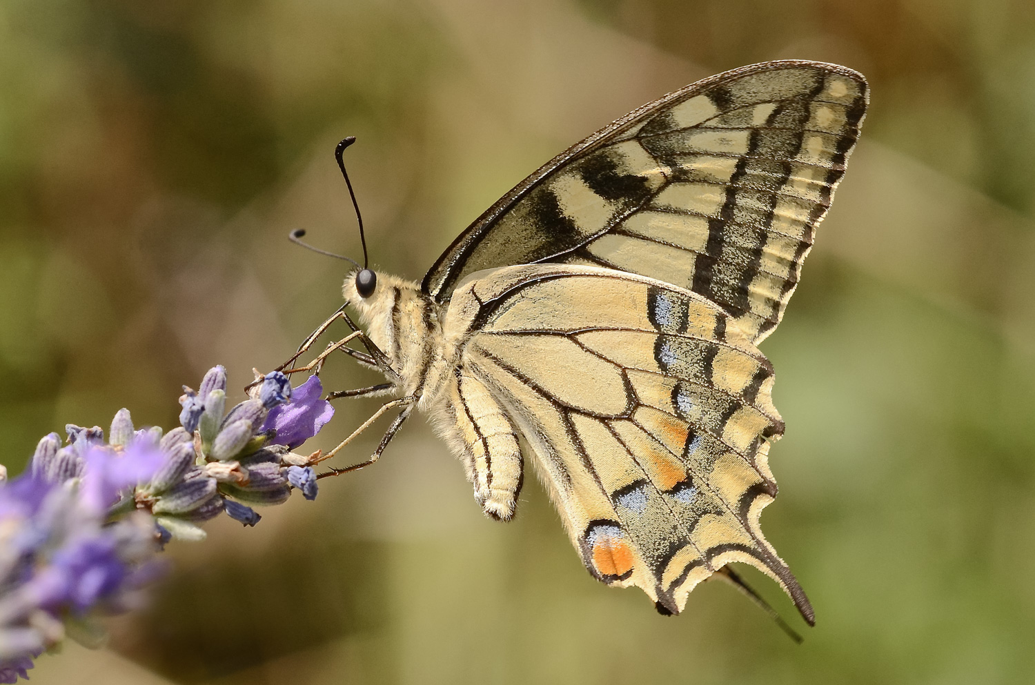 Macaone in alimentazione