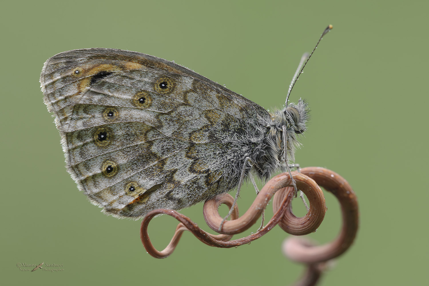 Lasiommata Maera_DSC3855