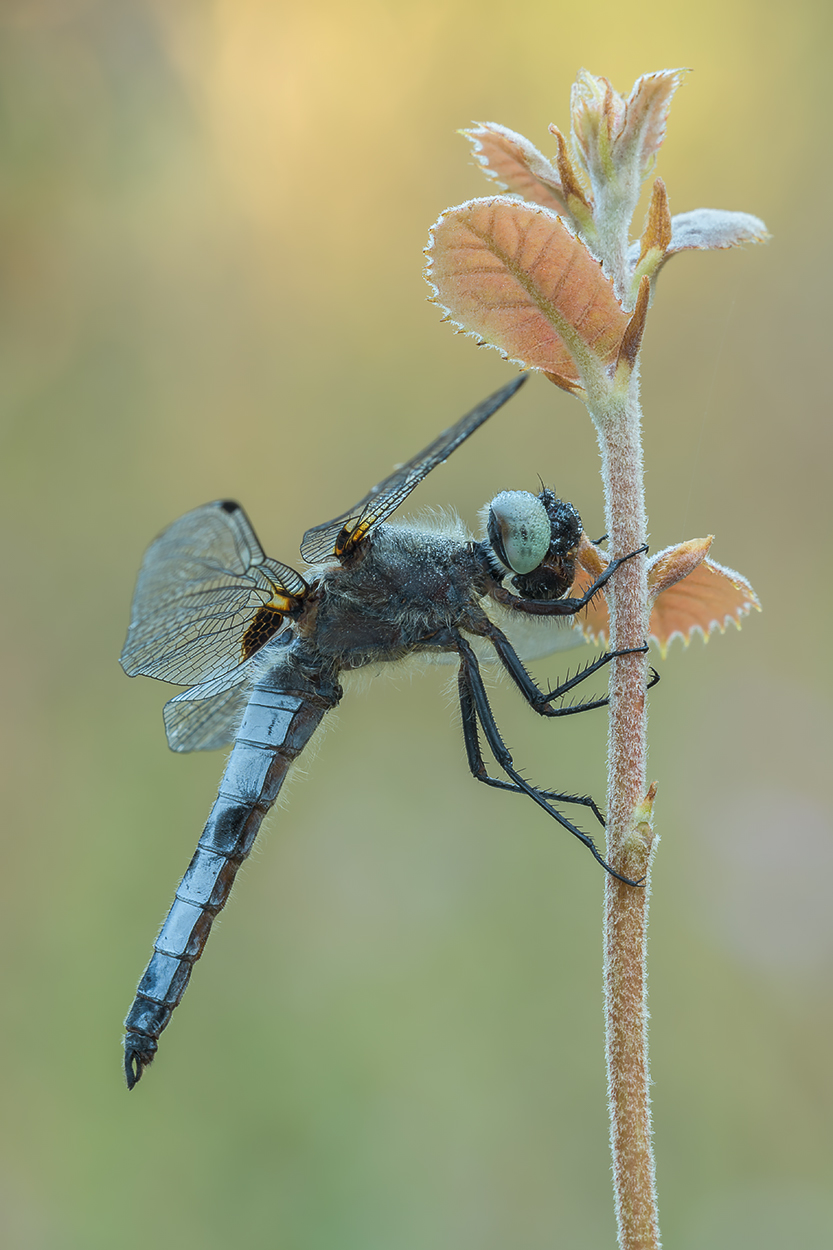 Libellula fulva