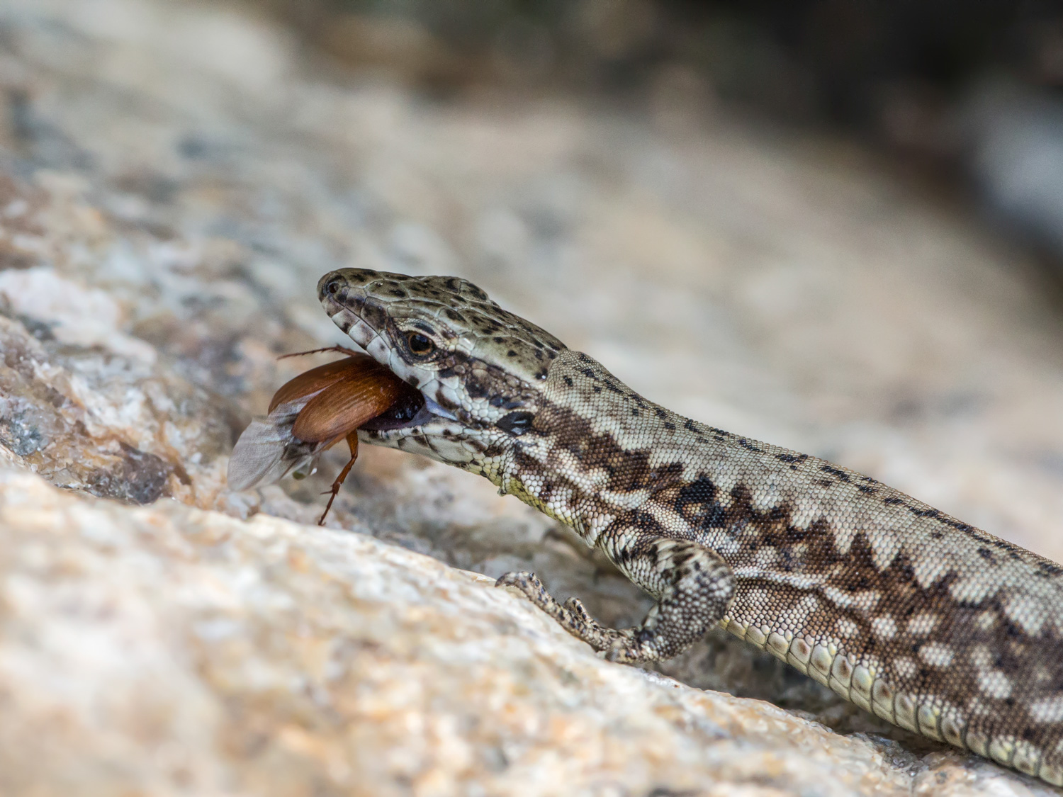 La lucertola e il suo pasto