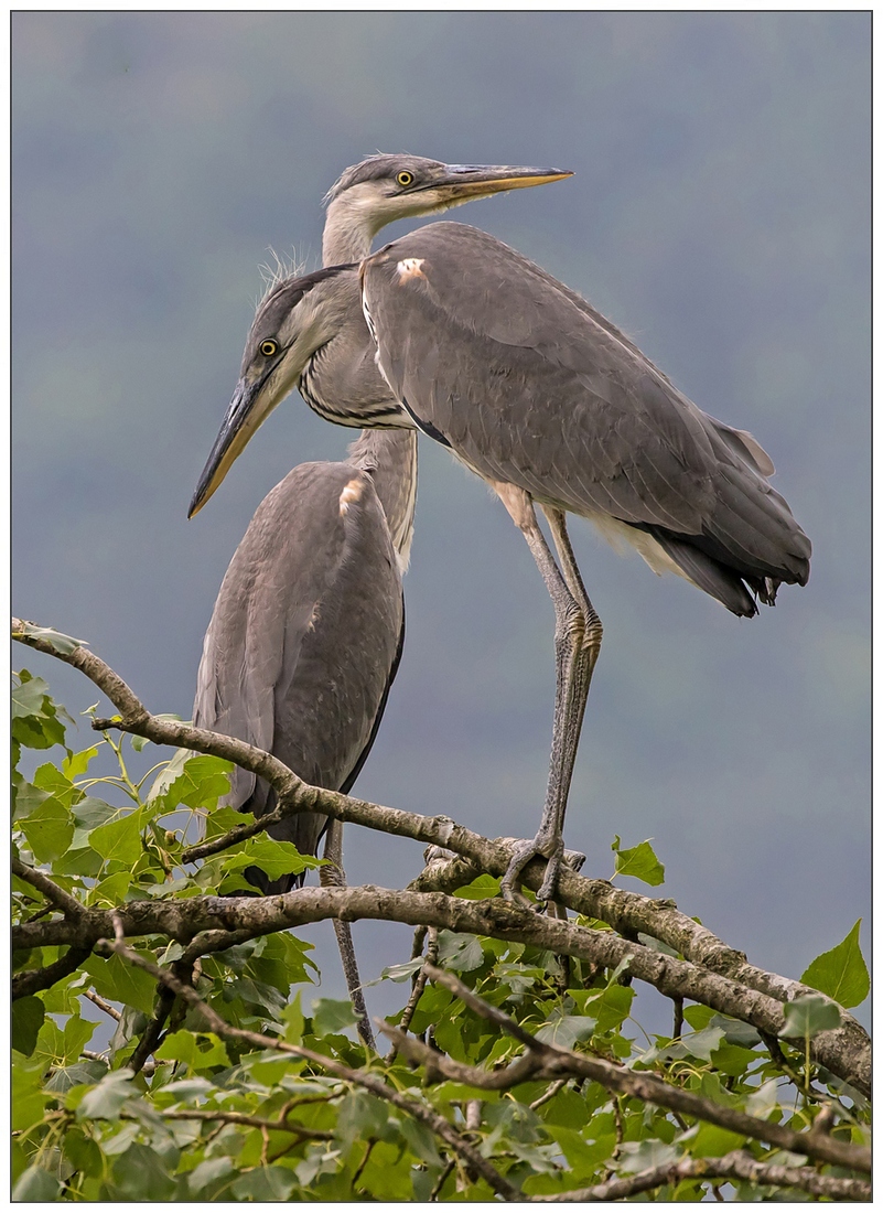 Giovani aironi cinerini