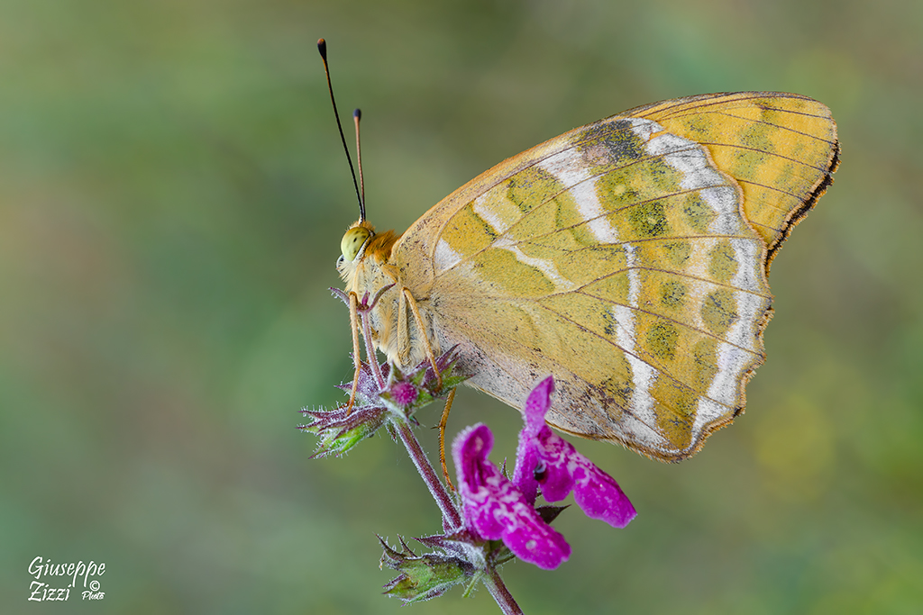 Argynnis paphia