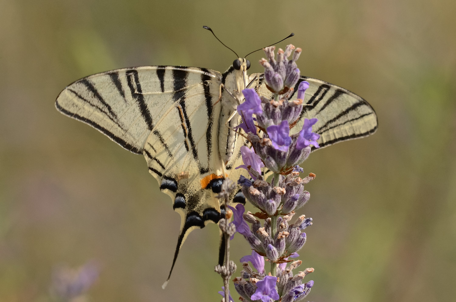 Podalirio in alimentazione