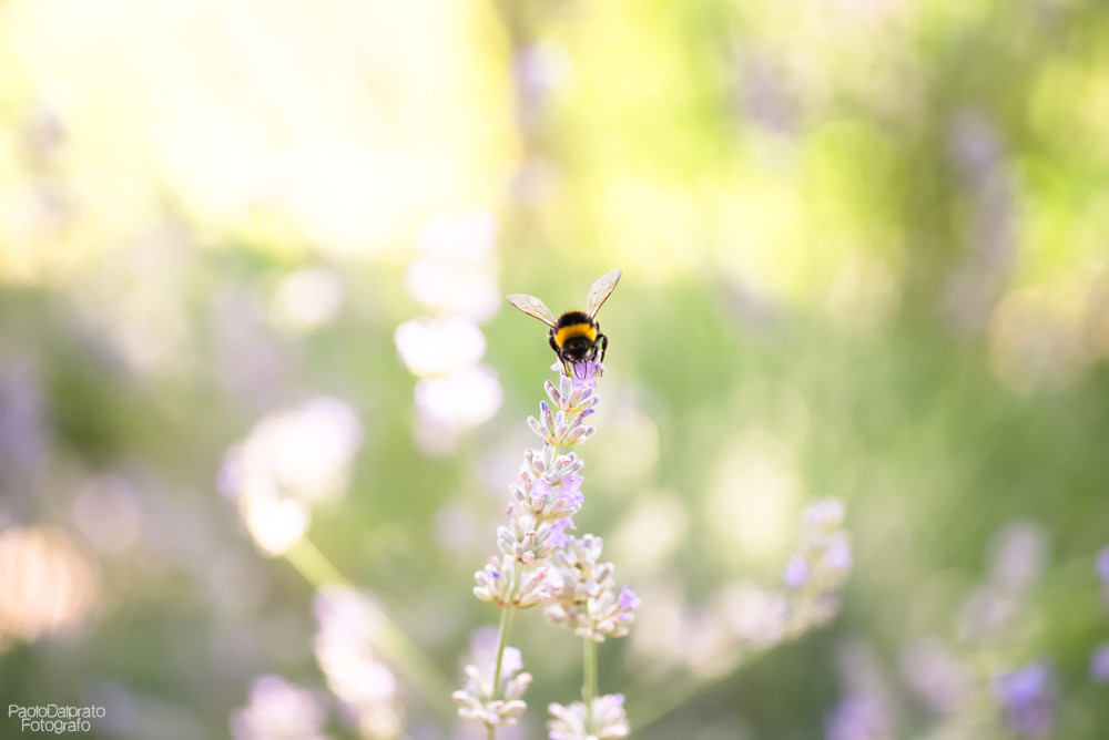 Non faccio foto di fiori