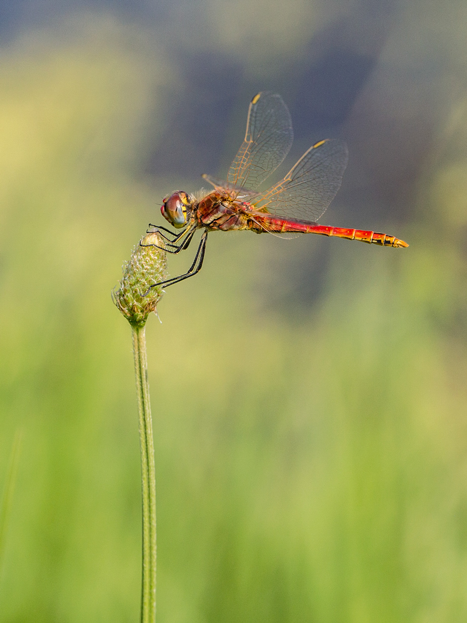 Libellula