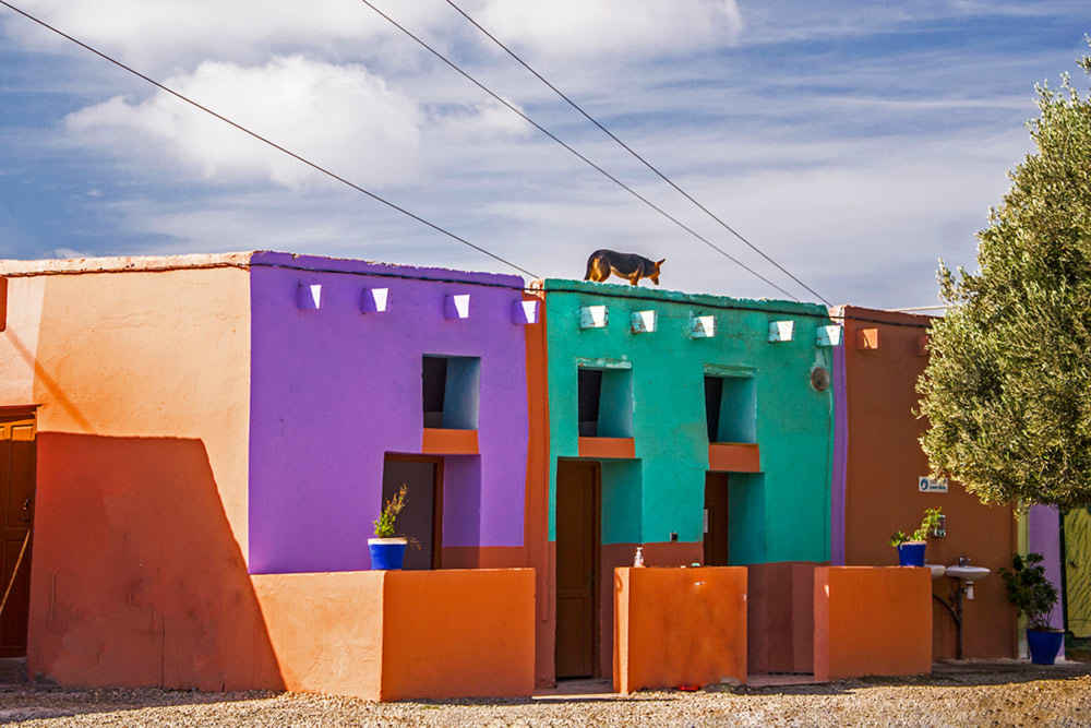 il cane sul tetto ...