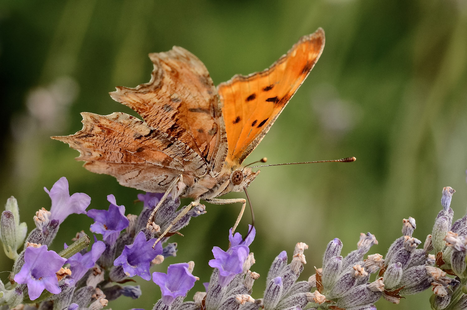 Vanessa C in alimentazione