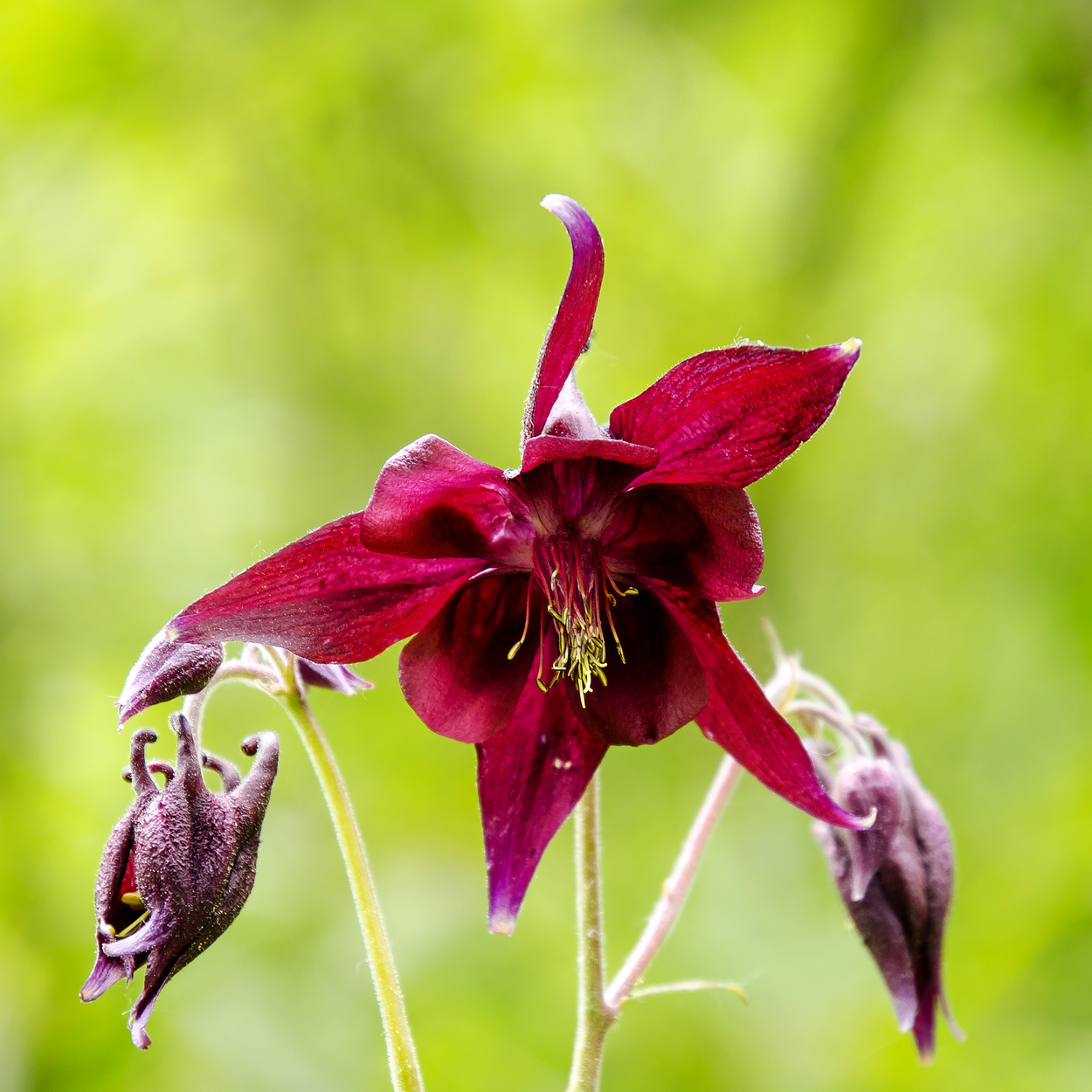 Aquilegia spontanea
