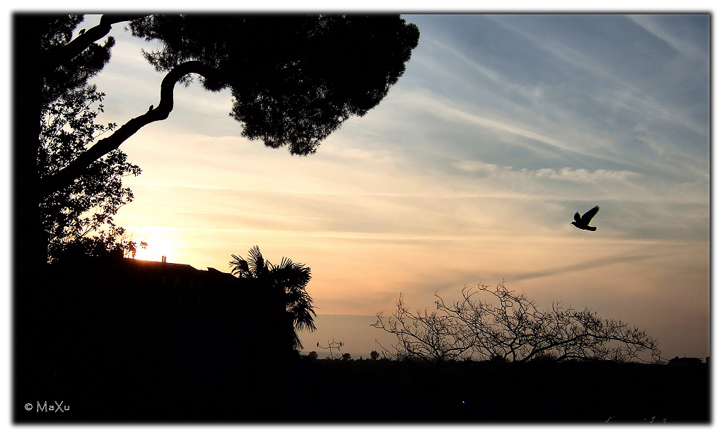 Qualcuno vol� sul nido del cuculo.