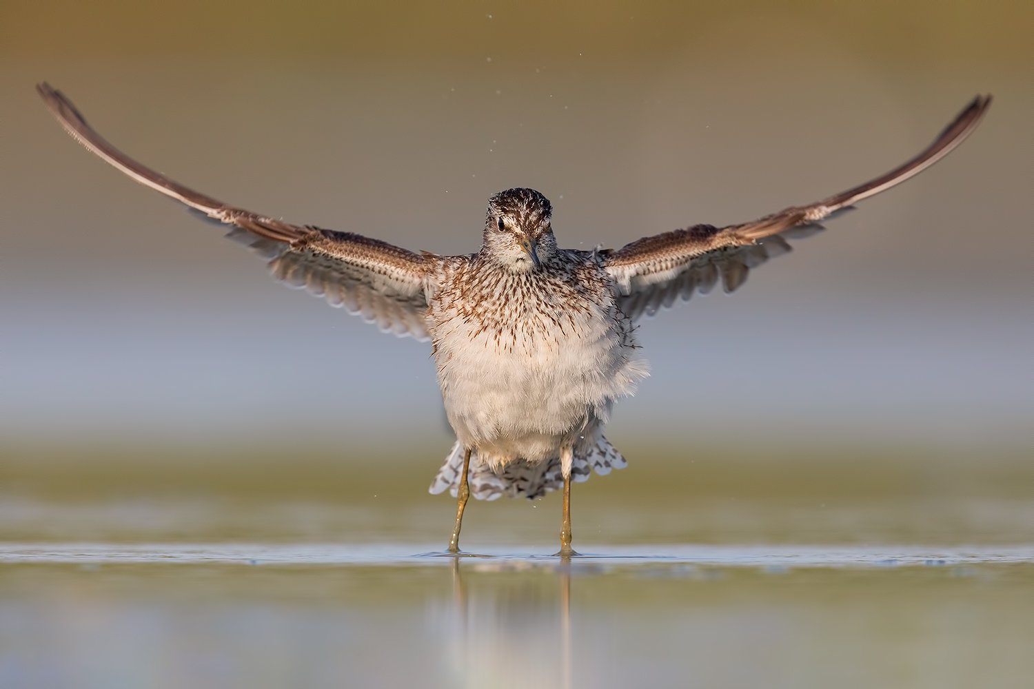 L'Angelo Boschereccio