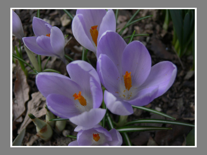 Crocus_07