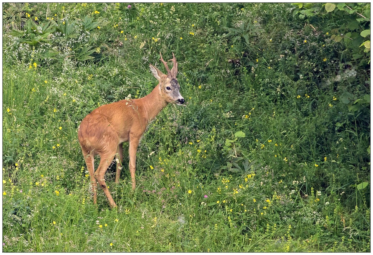 Maschio di capriolo.